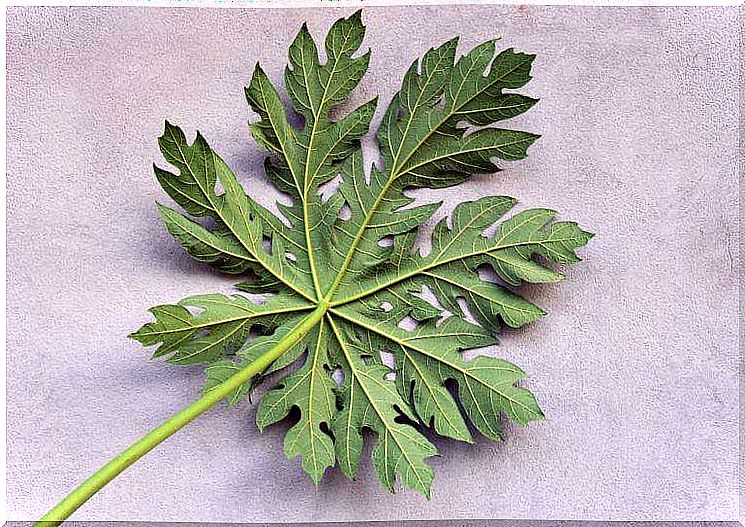 12 benefits of papaya leaves