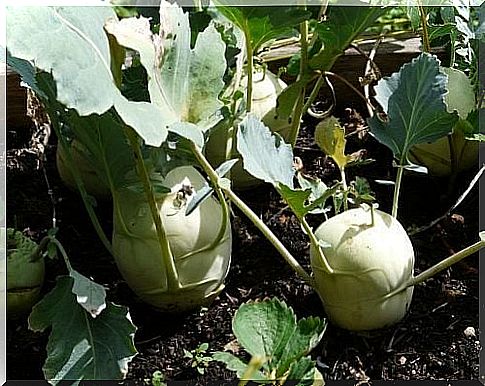 Turnips are rich in fiber