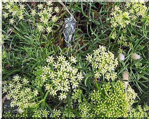 Beach dill one of the exotic fruits and vegetables