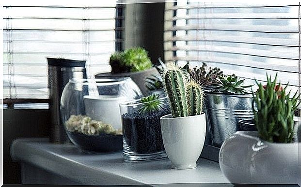 5 methods of planting a cactus