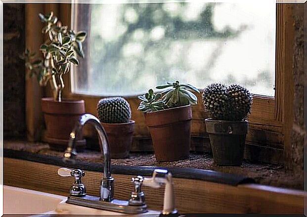 Cacti on the windowsill.