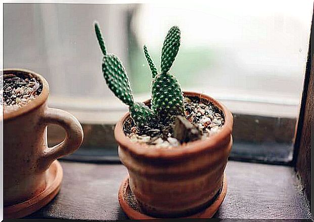 Small green cactus