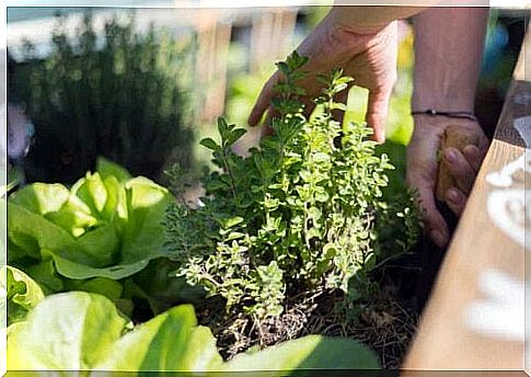 Person plants herbs