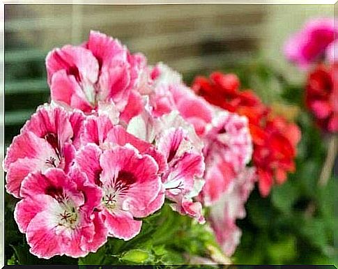 Pink flower close up