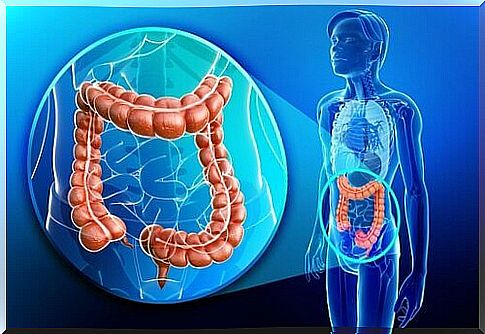 Papaya improves your intestinal health