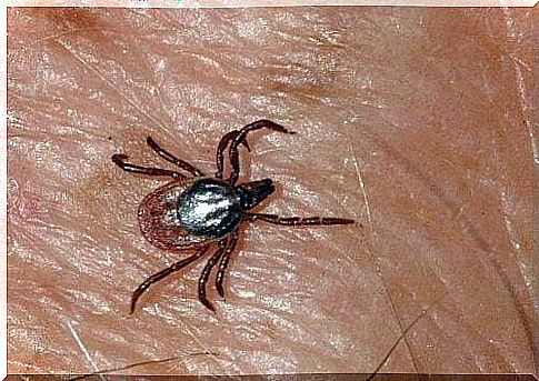 Cases of Crimean-Congo hemorrhagic fever have been found in Spain