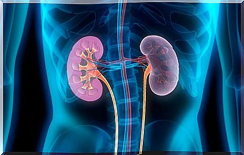 Discover how to cleanse your kidneys naturally