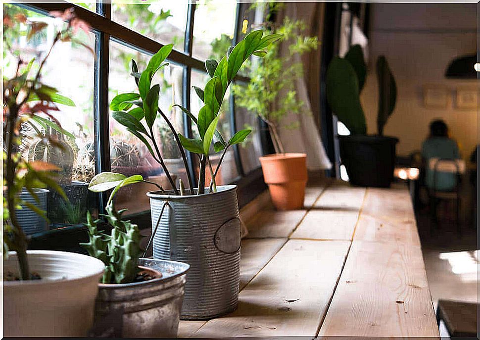 Do plants in the home make you healthier?