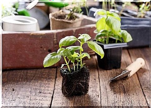 Having plants in your aid can help purify the air and provide an improved indoor climate