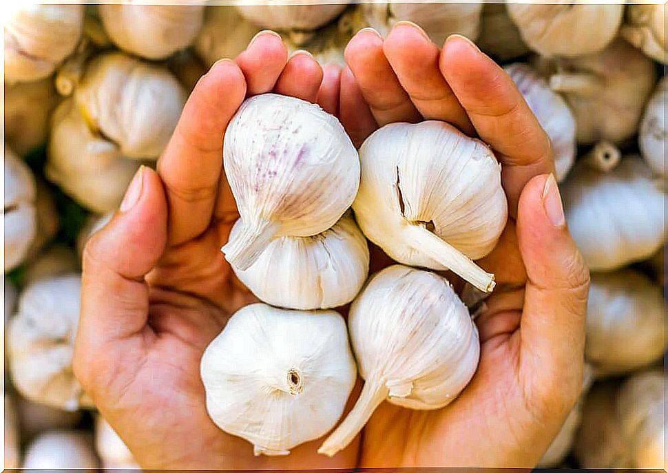 Garlic in woman's hand.