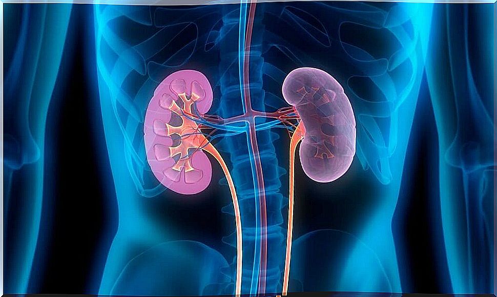 The kidneys