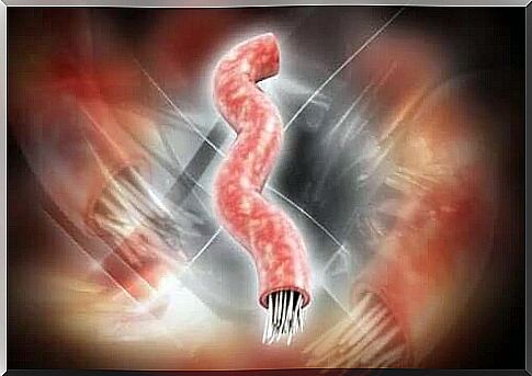 Illustration of tapeworm