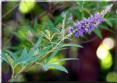 A flower - polycystic ovary syndrome