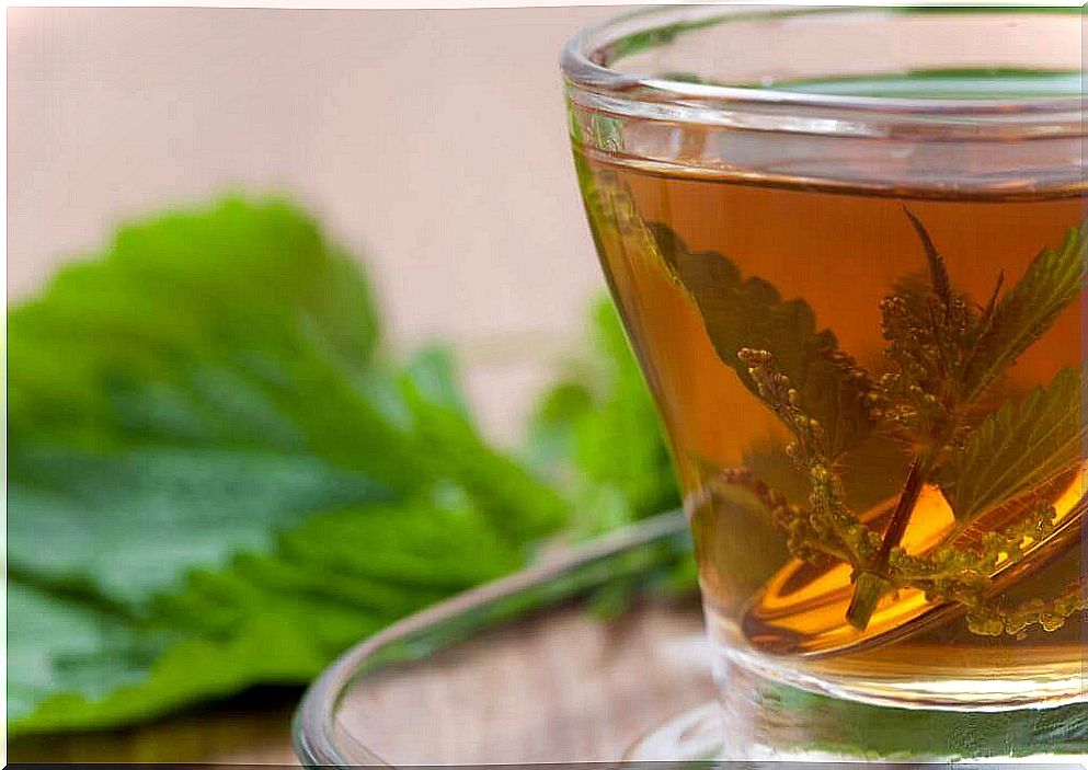 stinging nettle tea