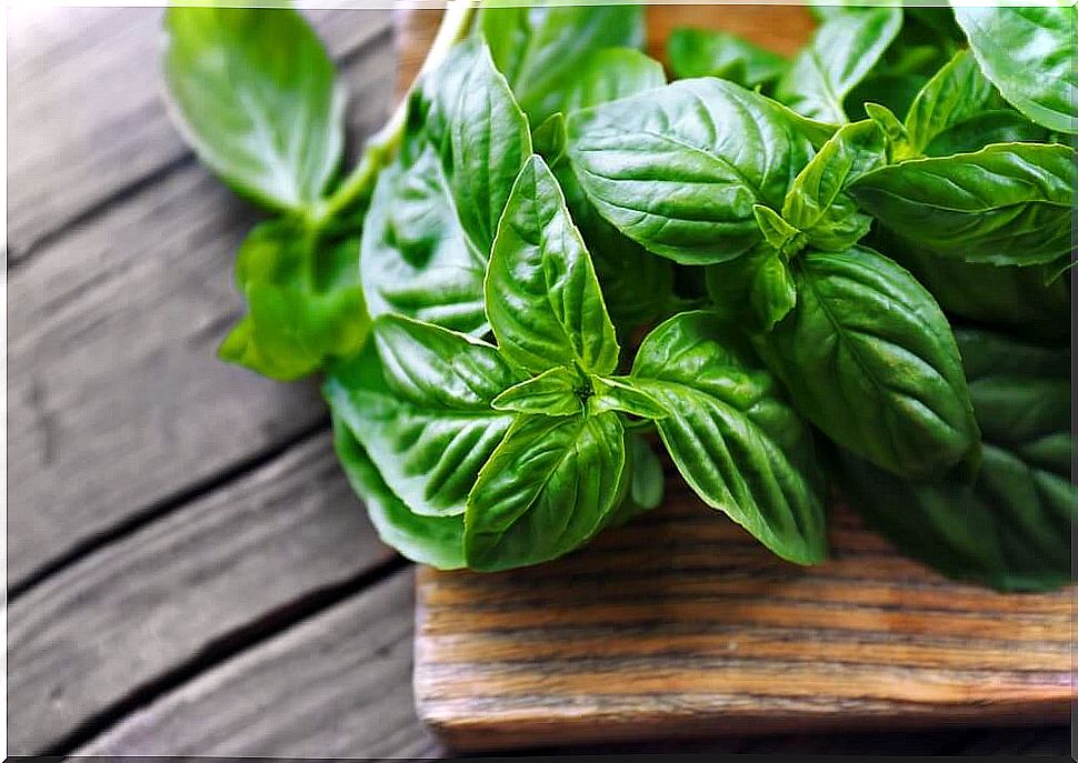 Surprising medicinal benefits of basil