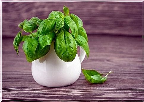 Basil in a coffee cup