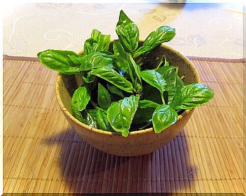 basil in bowl