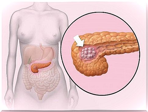 sections of the pancreas