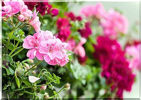 Geraniums are one of the best flowers for the balcony