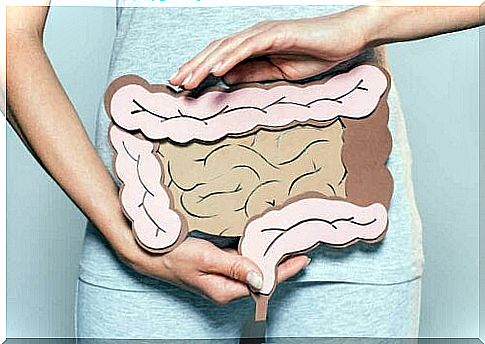 Person holding illustration of intestines