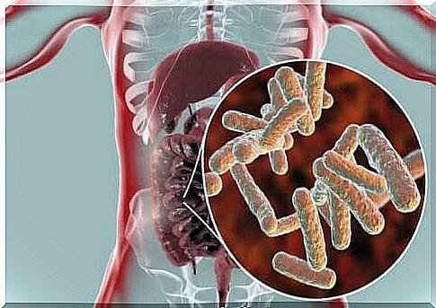 Bacteria in the intestines